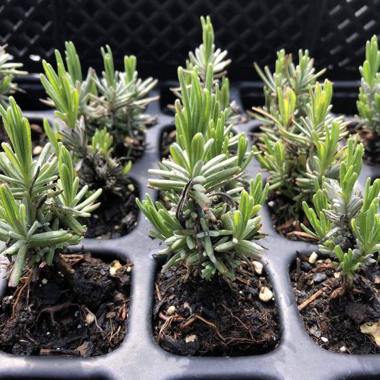 Lavendel Bio Pflanze ganz jung – Bild 4