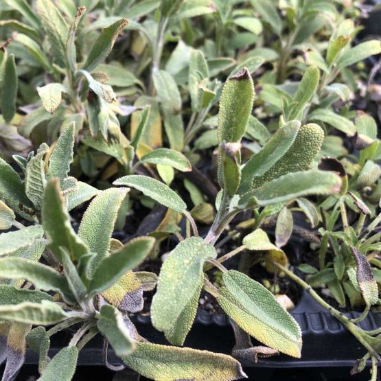 Lavendelsalbei Bio Pflanze überwinterte Pflanzen – Bild 5