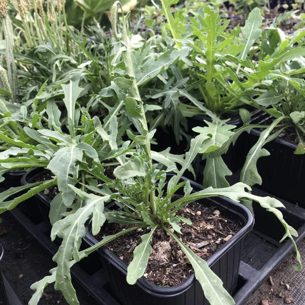 Rucola Diplotaxis tenuifolia / Brassicaceae kaufen Naturkräutergarten