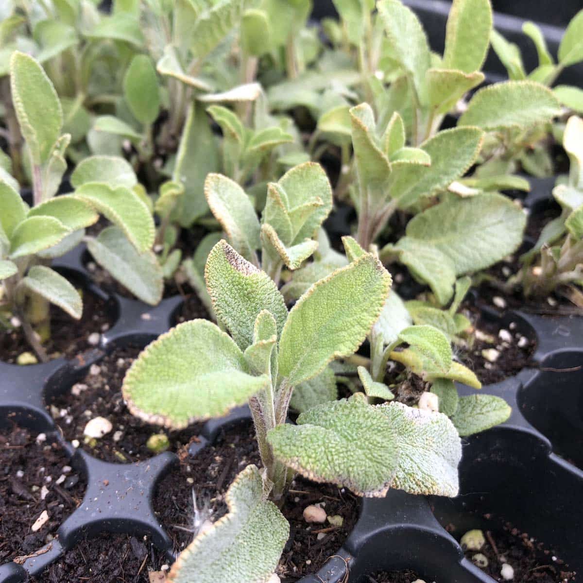 Bio Dalmatinischer Salbei Salvia officinalis ssp. major kaufen