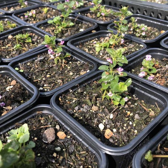 Gundermann - Gundelrebe rosa Blüten Bio Pflanze – Bild 2