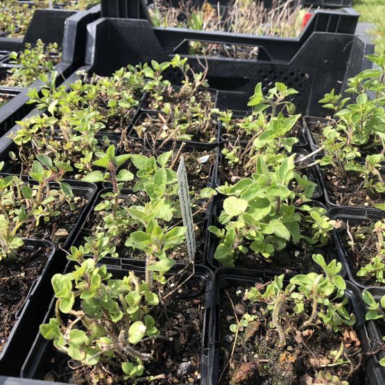 Oregano griechisch Bio Pflanze überwinterte Pflanzen – Bild 2