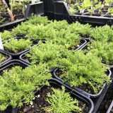 Samen Rmische Kamille Bio online kaufen kaufen | Naturkrutergarten