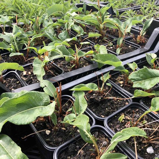 Wiesenknöterich Bio Pflanze winterlich – Bild 2