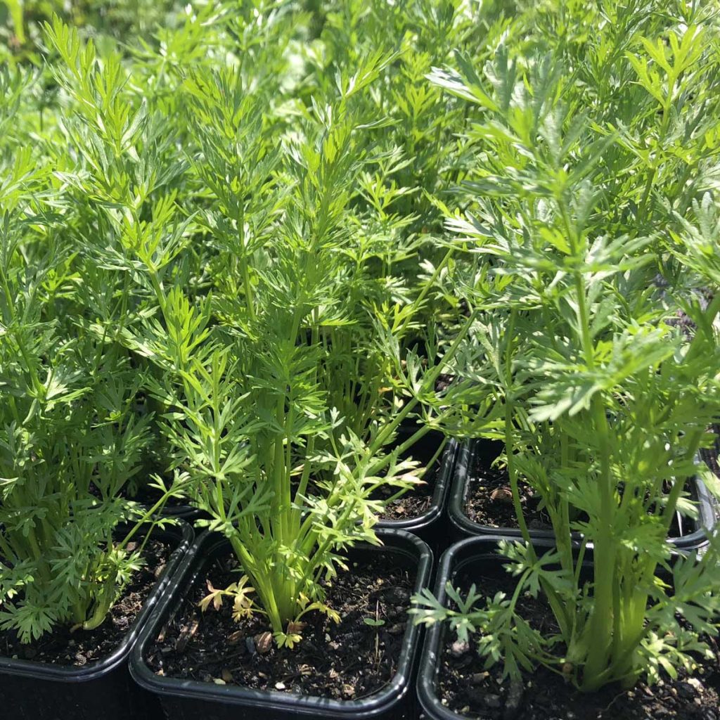 Bio Kümmel - Carum carvi / Apiaceae kaufen | Naturkräutergarten