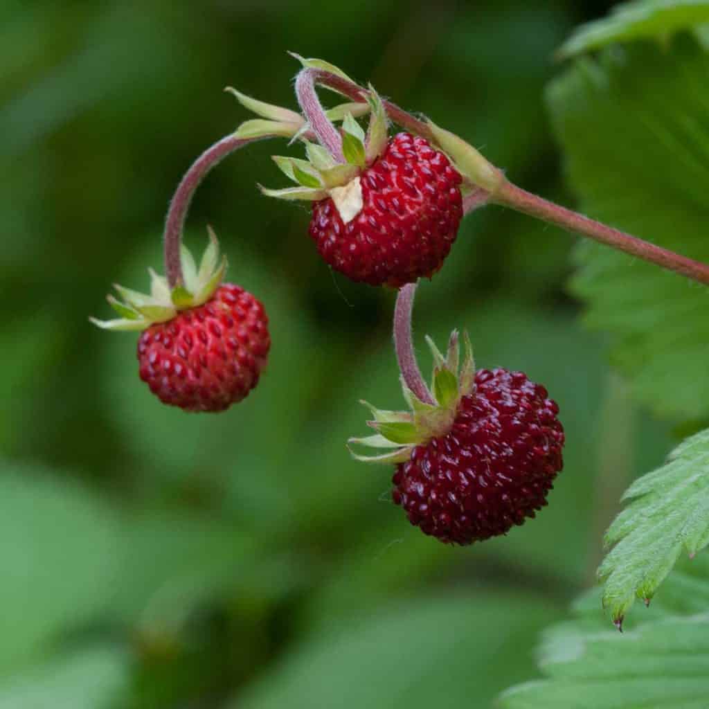 echte Bio Walderdbeere online im Topf kaufen kaufen | Naturkräutergarten