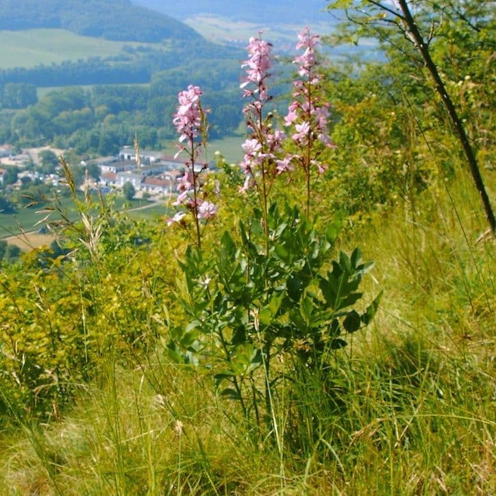 Bio Diptam (Dictamnus albus) kaufen Naturkräutergarten