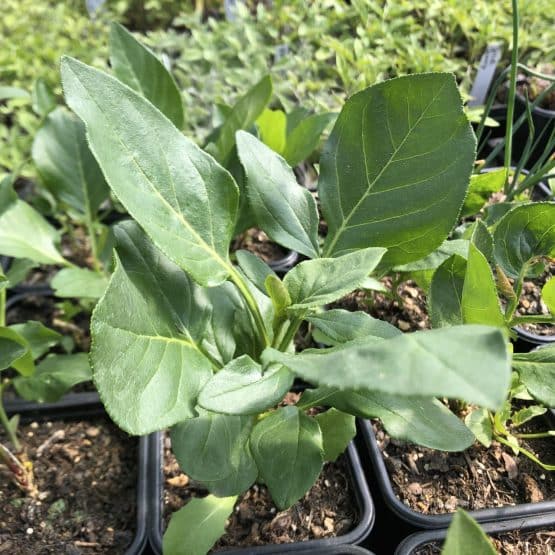 Diptam Bio Pflanze – Bild 2