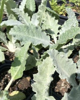 Eselsdistel