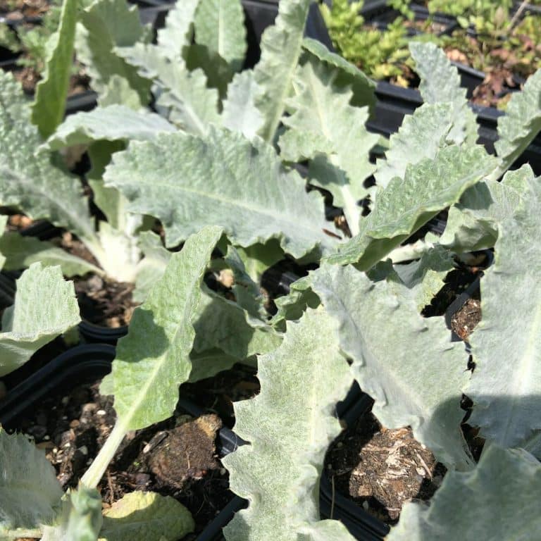 Bio Eselsdistel Onopordum acanthium | Naturkräutergarten