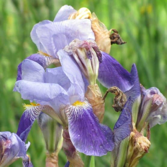Iris Schwertlilie Blaue Bio Pflanze