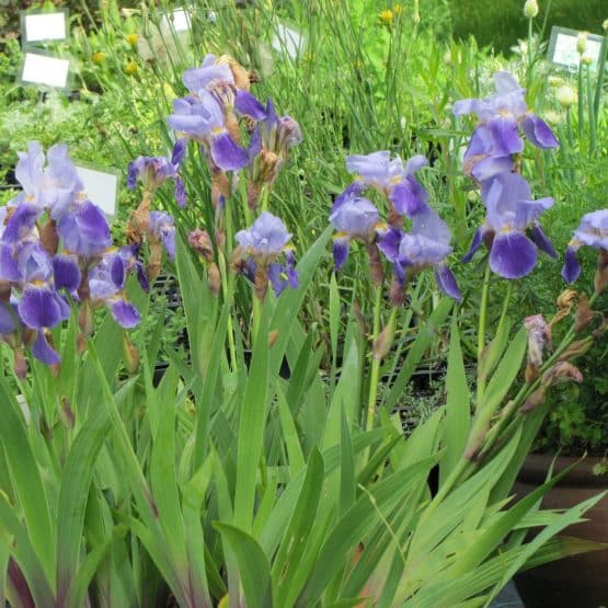 Iris Schwertlilie Blaue Bio Pflanze – Bild 2