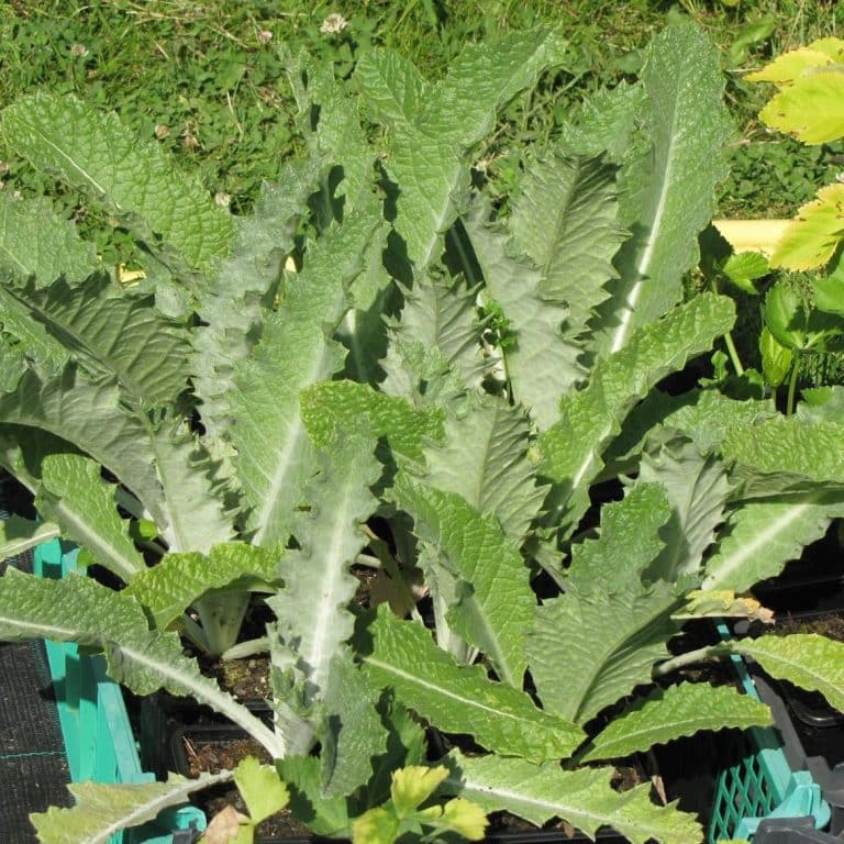 Eselsdistel Rezept, Eselsdistel Gemeine Acanthium Onopordum Pflanzen Verwandte Centaurea Jacea Unkraeuter