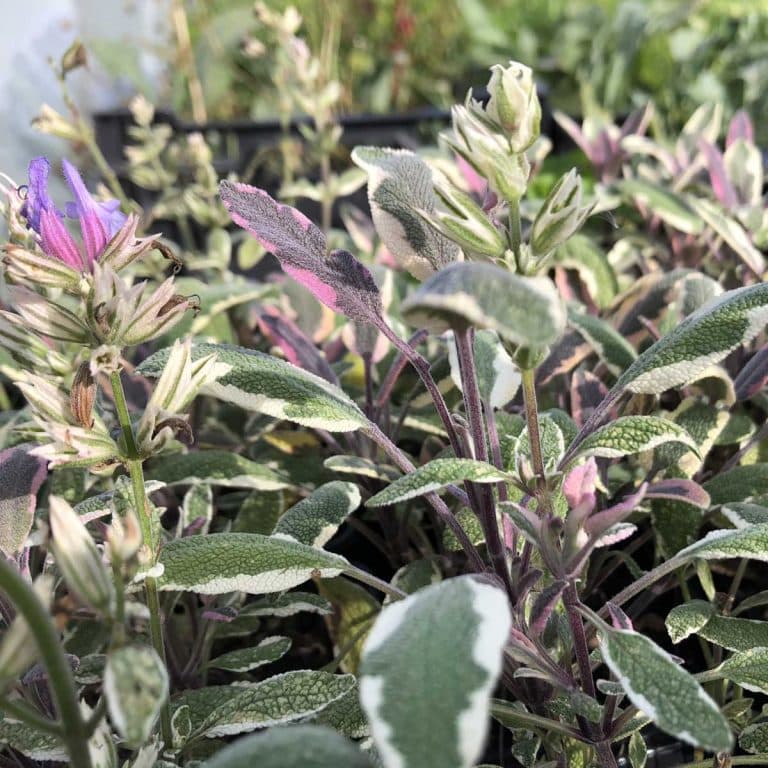 Bio Salbei tricolor Salvia officinalis Salbei bunt kaufen