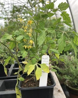 T-Ampeltomate