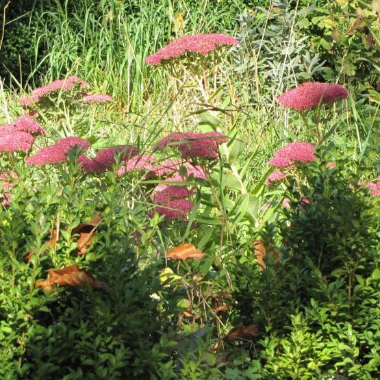 Fetthenne wild Bio Pflanze