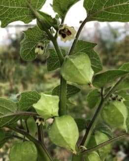 erdkirsche-molly-frucht