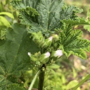 Mauretanische Malve - Malva sylvestris ssp. mauretanica / Malvaceae
