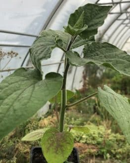 goldphysalis-topf