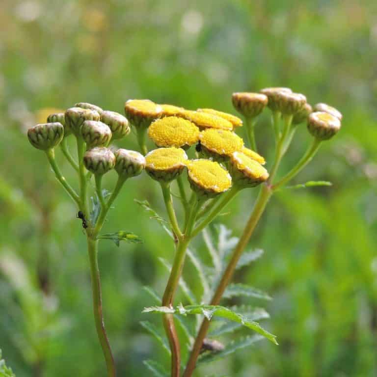 Bio Rainfarn heimische Wildstaude kaufen Naturkräutergarten