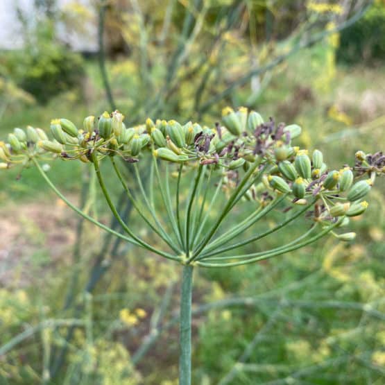 Samen Fenchel Bio