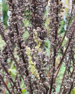 Samen Königskerze Bio