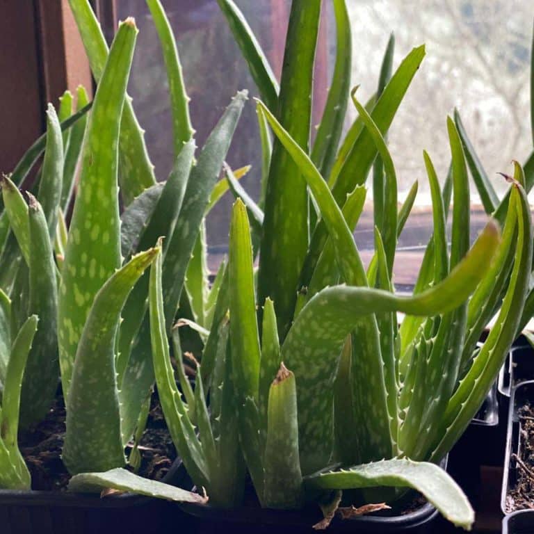 Aloe Vera Bio online kaufen | Naturkräutergarten