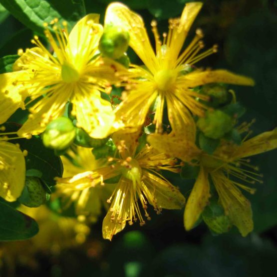 Johanniskraut Bio Pflanze – Bild 2