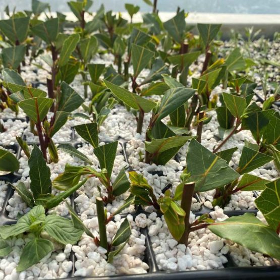 Lorbeer Bio echter – Bild 4