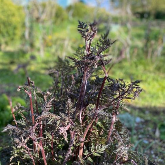 Wiesenkerbel rot Bio Pflanze herbstlich