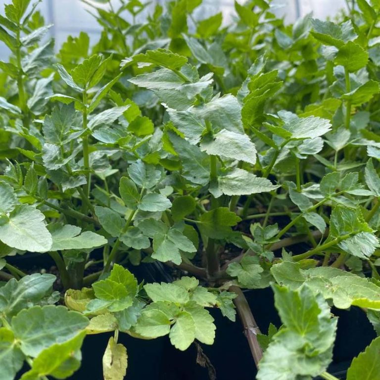 Bio Knollenblütiger Sellerie - Sedanina online kaufen | Naturkräutergarten