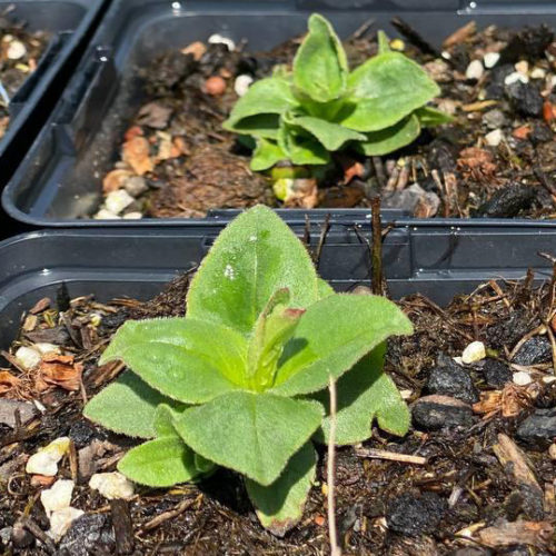 Bio Echte Arnika (Arnica montana) online kaufen kaufen Naturkräutergarten
