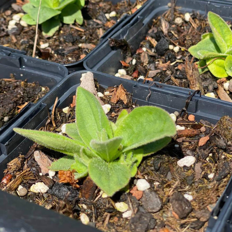 Bio Echte Arnika (Arnica montana) online kaufen kaufen Naturkräutergarten