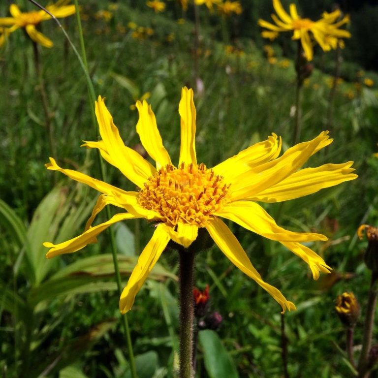 Bio Echte Arnika (Arnica montana) online kaufen kaufen Naturkräutergarten