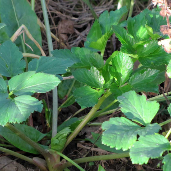 Alexanders - Gelbdolde Pflanze Bio