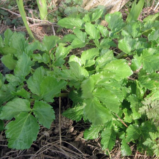 Samen Alexanders - Gelbdolde Bio – Bild 6