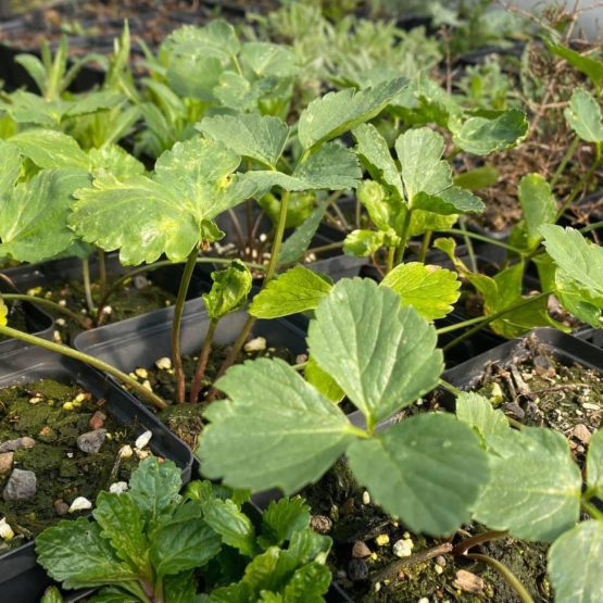 Samen Alexanders - Gelbdolde Bio – Bild 5