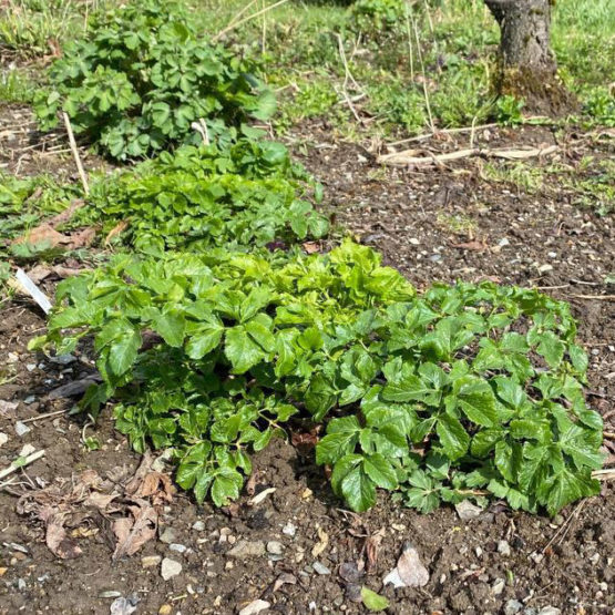 Samen Alexanders - Gelbdolde Bio – Bild 3
