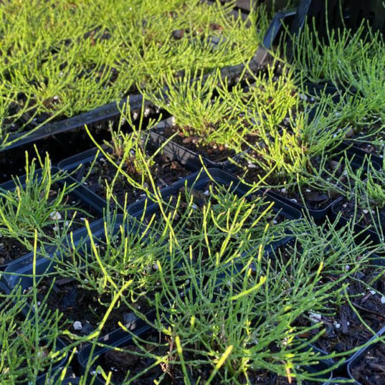 Ackerschachtelhalm oder Zinnkraut Pflanze Bio – Bild 2