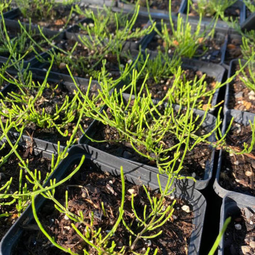 Bio Ackerschachtelhalm Pflanze online kaufen kaufen Naturkräutergarten