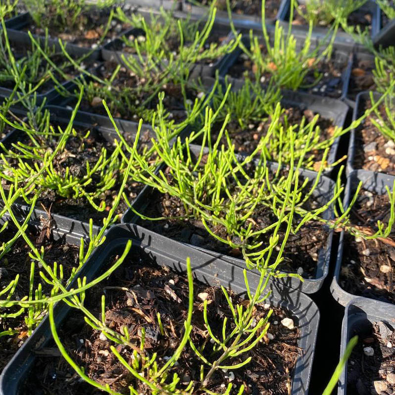 Bio Ackerschachtelhalm Pflanze online kaufen kaufen Naturkräutergarten
