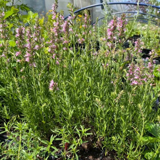 Ysop rosa Bio Pflanze ganz jung – Bild 2