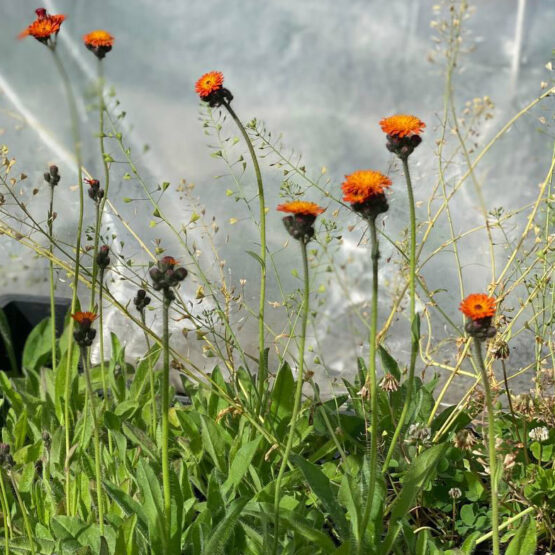 Habichtskraut orange Bio Pflanze – Bild 2
