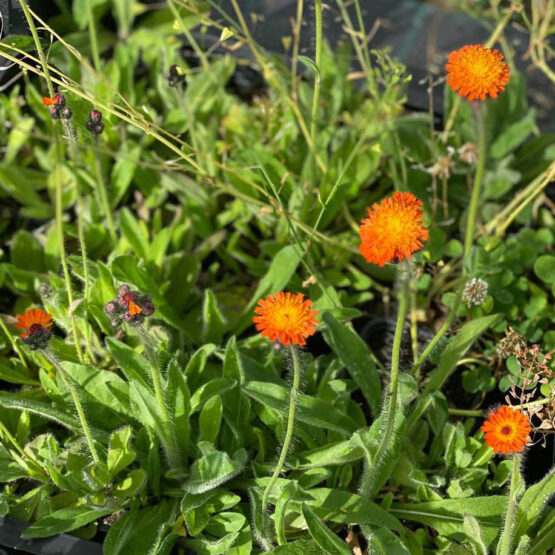 Habichtskraut orange Bio Pflanze – Bild 4