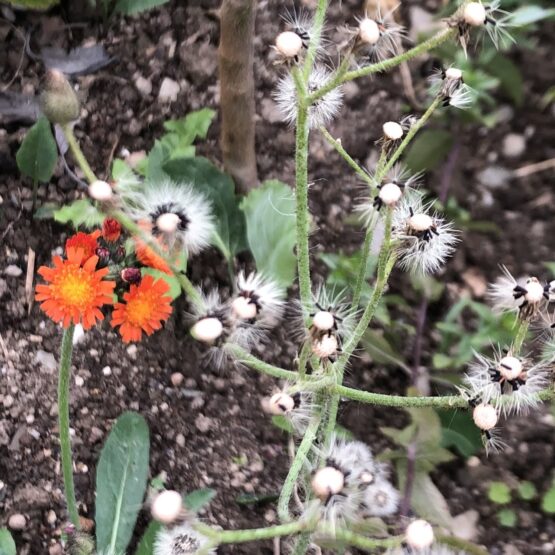 Habichtskraut orange Bio Pflanze – Bild 3