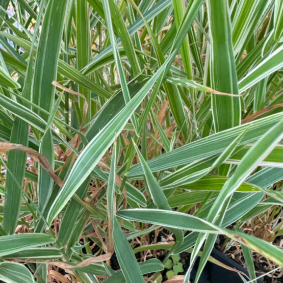 Süßgras dreifarbiges Rohrglanzgras Bio Pflanze