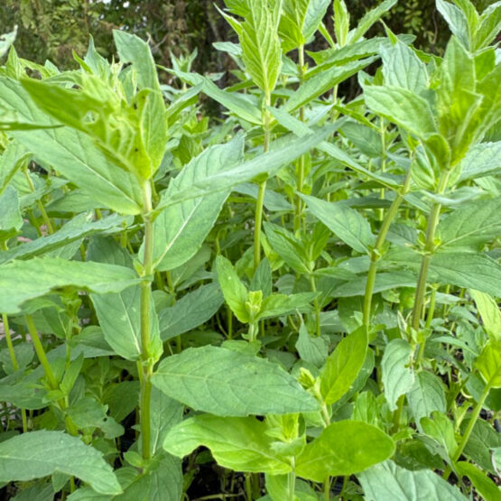 Minze anatolische Wildminze Pflanze Bio