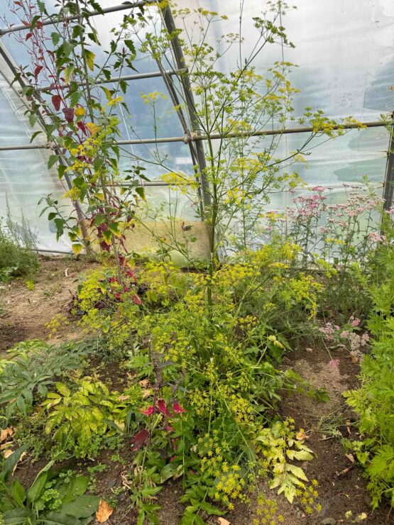 Samen Pastinake wild – Bild 2