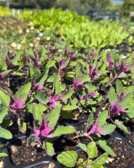 Jungpflanze/Stecklinge Baumspinat Bio