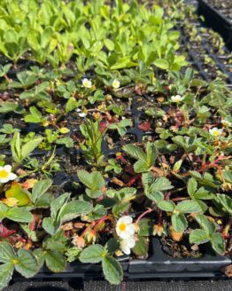 Jungpflanze/Stecklinge Erdbeere - Gartenerdbeere Bio
